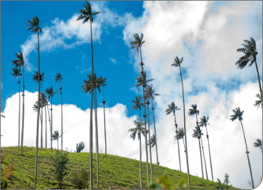 Oficina principal Colmédica